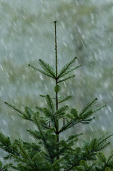Young Grand Fir tree in Falling Snow -  Fir Tree photo