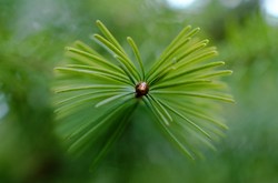 Fir Needles Close Up -  Fir Tree photo