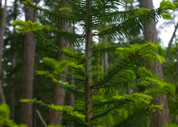 Portrait of a Young Balsam -  Fir Tree photo