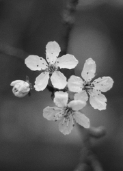 Cherry Blossems in Black and White -  Flower photo