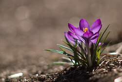 Crocus -  Flower photo