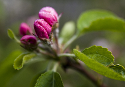 Apples in April -  Flower photo