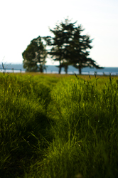 Path to the Beach -  Foot Path photo
