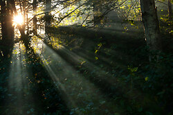 Forest Sunbeams 2 -  Forest photo