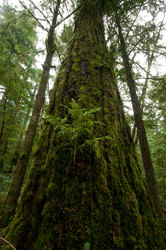 Climax Forest ~ Forest picture from Cortes Island Canada.