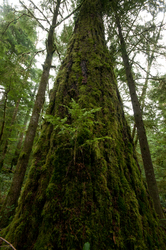 Climax Forest -  Forest photo