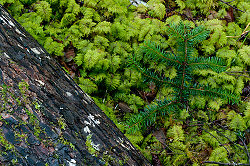 Found Still Life -  Forest photo