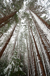 Winter Wonderland - Cortes Style - Forest photo from  Cortes Island British Columbia, Canada