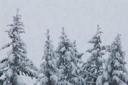 Snow Storm -  Forest photo