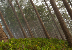 Southeaster -  Forest photo
