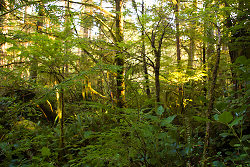 Rain Forest ~ Forest picture from Cortes Island Canada.