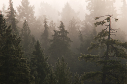 Foggy Forest -  Forest photo