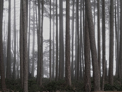 Firs in the Fog -  Forest photo
