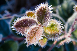Salal -  Frost photo