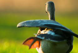 Goose pano-vision ~ Goose picture from Cortes Island Canada.