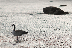 solitude ~ Goose picture from Cortes Island Canada.