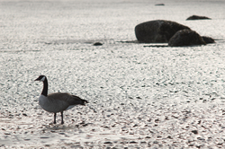 solitude -  Goose photo
