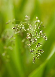 Rain on Wild Oat Seeds -  Grass photo