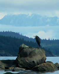 Ardea herodias - Great Blue Heron photo from  Cortes Island BC, Canada