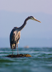 Heron Stare - Great Blue Heron photo from Smelt Bay Cortes Island BC, Canada
