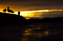 Sunrise Silhouettes -  Gull photo