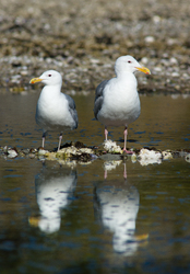 Glaucous-winged Gulls ~ Gull picture from Cortes Island Canada.