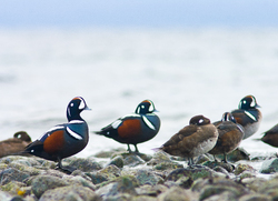 Histrionicus Histrionicus -  Harlequin Duck photo