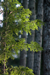 Sunlight on Hemlock Needles - Hemlock photo from  Cortes Island BC, Canada
