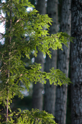 Sunlight on Hemlock Needles ~ Hemlock Tree picture from Cortes Island Canada.