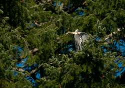 Roosting Great Blue Heron -  Heron photo
