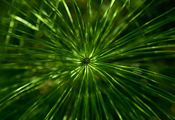 Horsetail Mandala -  Horsetail photo
