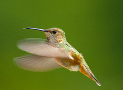 Rufous Hummingbird in flight -  Hummingbird photo