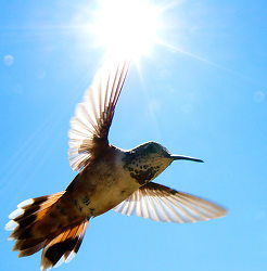 Rufus Hummingbird Hovering in Sunlight -  Hummingbird photo