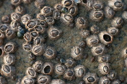 Barnicle Still Life -  invertebrate photo