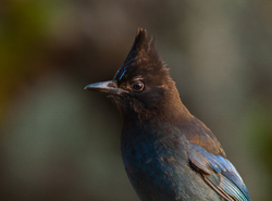 Cyanocitta Stelleri -  Jay photo