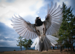 Flight -  Junco photo