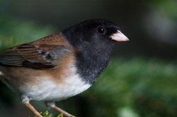 Junco Hyemalis Portrait -  Junco photo