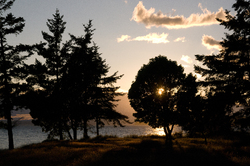 Sun Shines Through Tree -   photo
