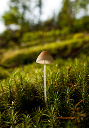 One Mushroom -  Mushroom photo