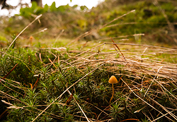 Very Small Mushroom -  Mushroom photo