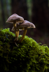 Fungi ~ Mushroom picture from Cortes Island Canada.