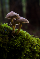 Fungi - Mushroom photo from Hollyhock Forest Cortes Island BC, Canada