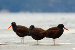 Three Black Oystercatchers -  Oystercatcher photo