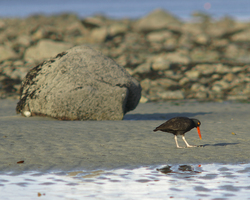 Black Oystercatcher -  Oystercatcher photo