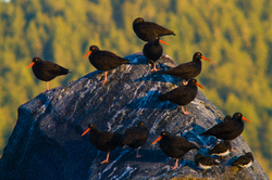 Black Oystercatchers -  Oystercatcher photo
