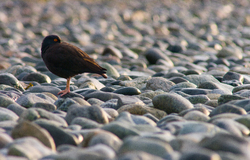 Black Oystercatcher -  Oystercatcher photo