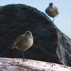 Black-bellied Plovers - Plover photo from Smelt Bay Cortes Island BC, Canada