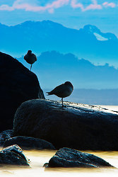 Pluvialis Squatarola -  Plover photo