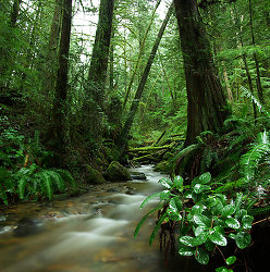 Gorge Creek - Rainforest photo from Gorge Harbour Cortes Island BC, Canada