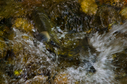 Chum Power -  Salmon photo